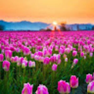 Meet your Posher, Bev